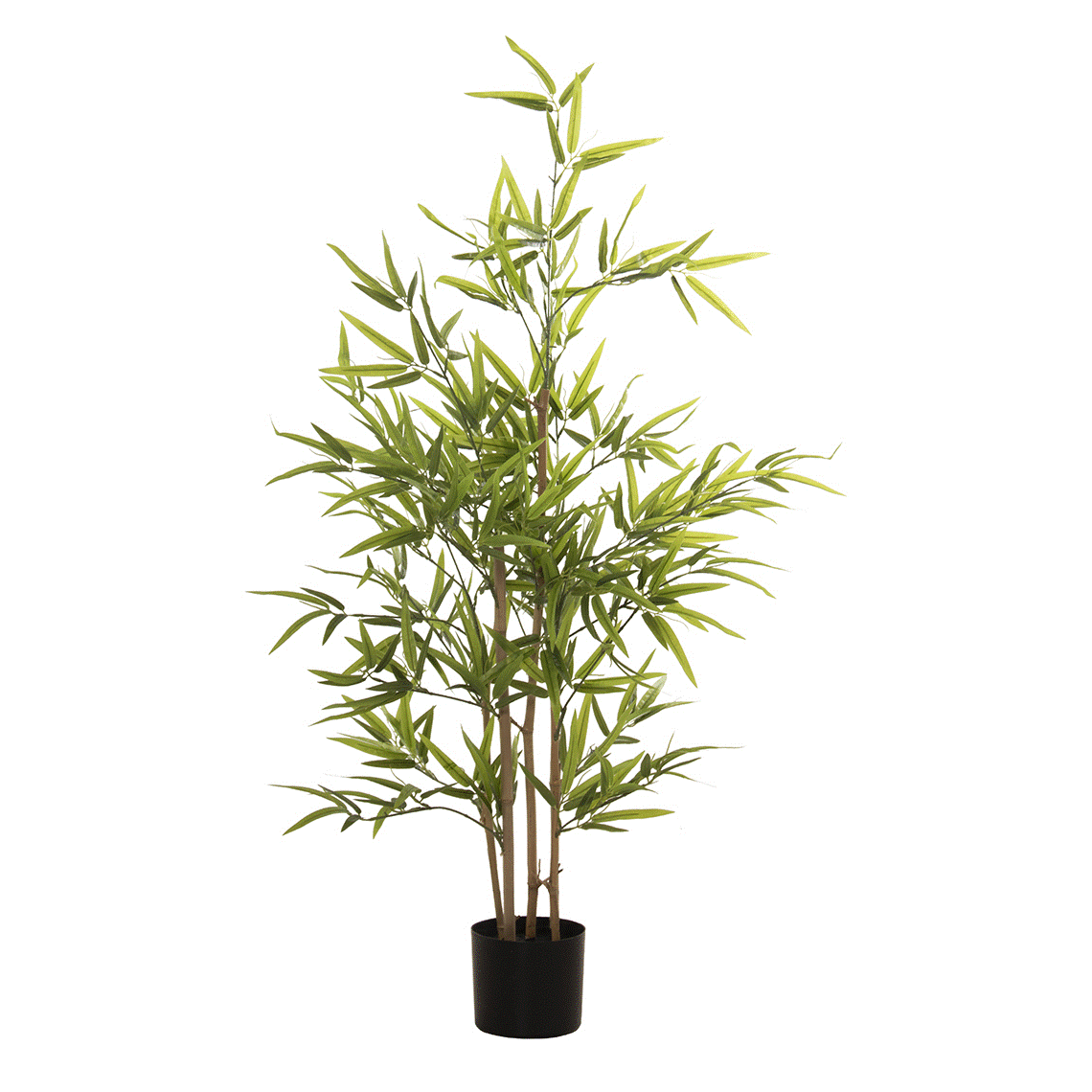 Planta Bambú 120