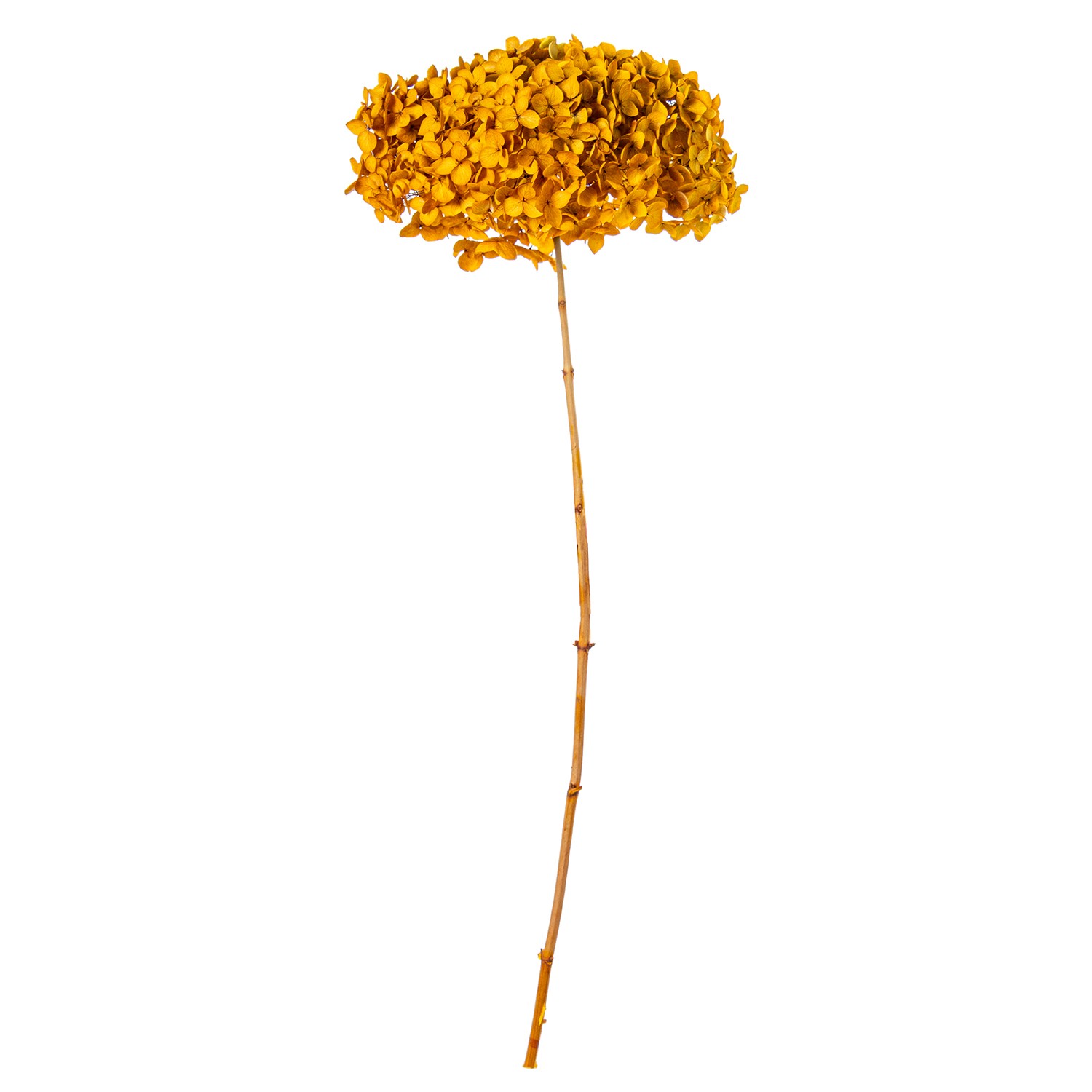 35234-rama-hortensia-preservada-amarillo.gif