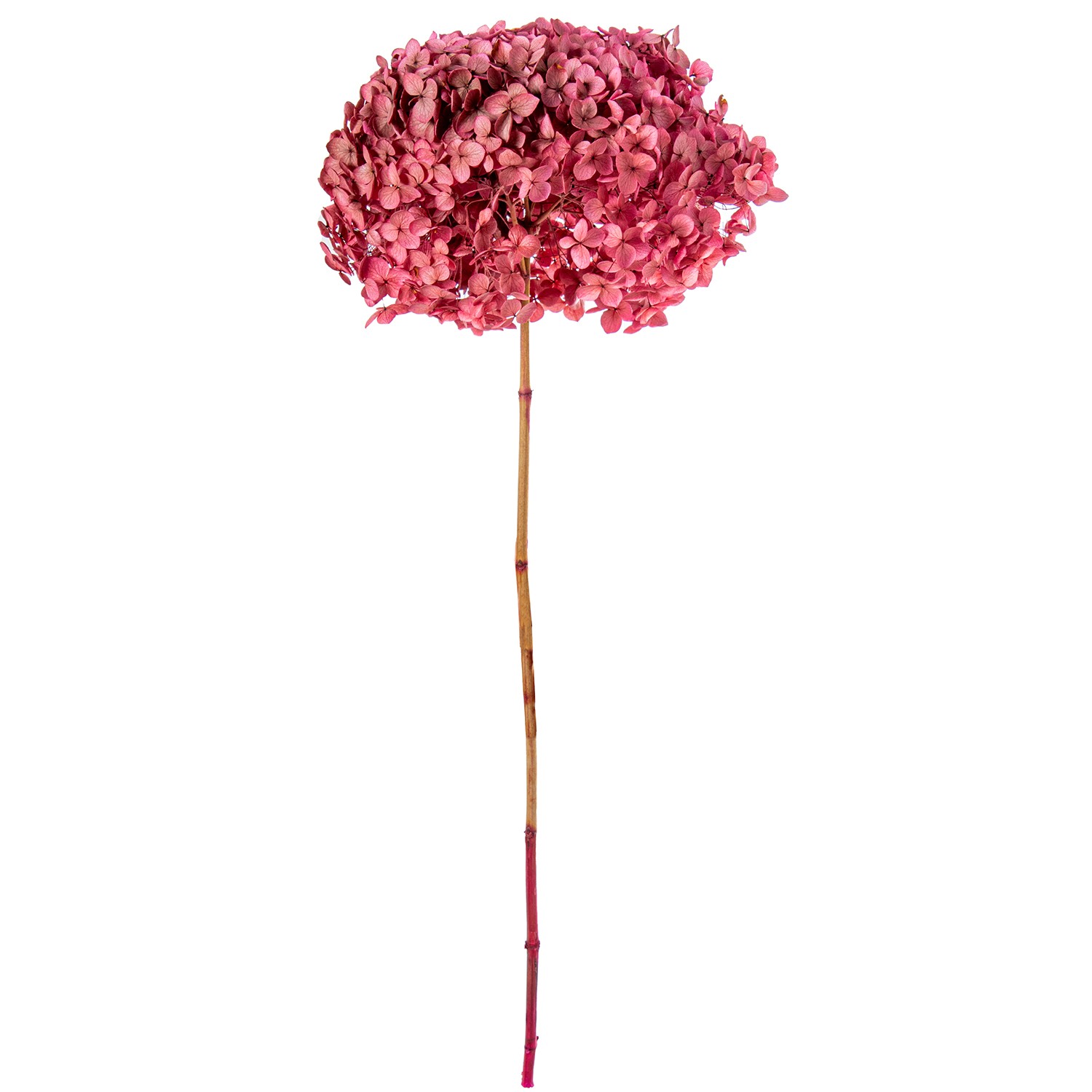 35315-rama-hortensia-preservada-rosa.jpg