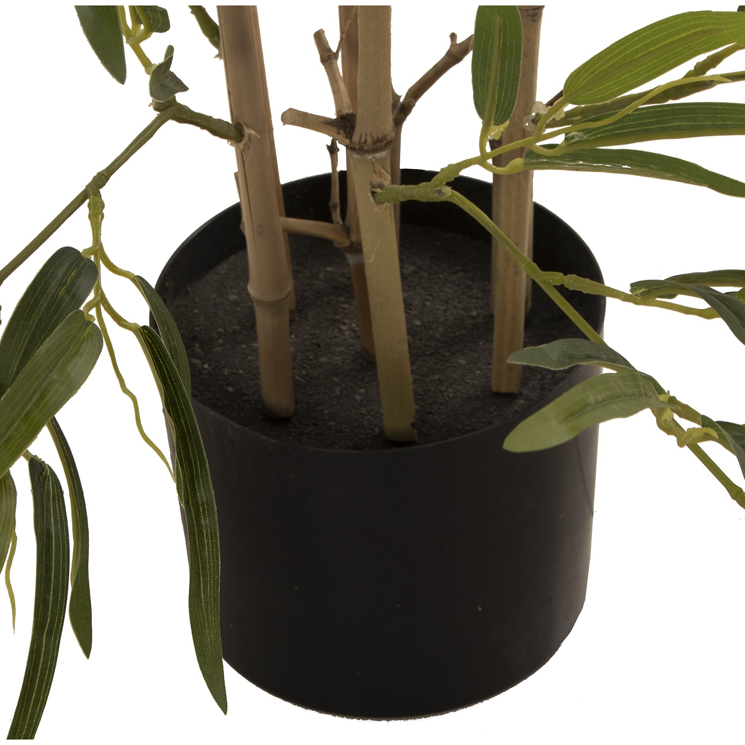 33830-planta-bambu-120-2.jpg