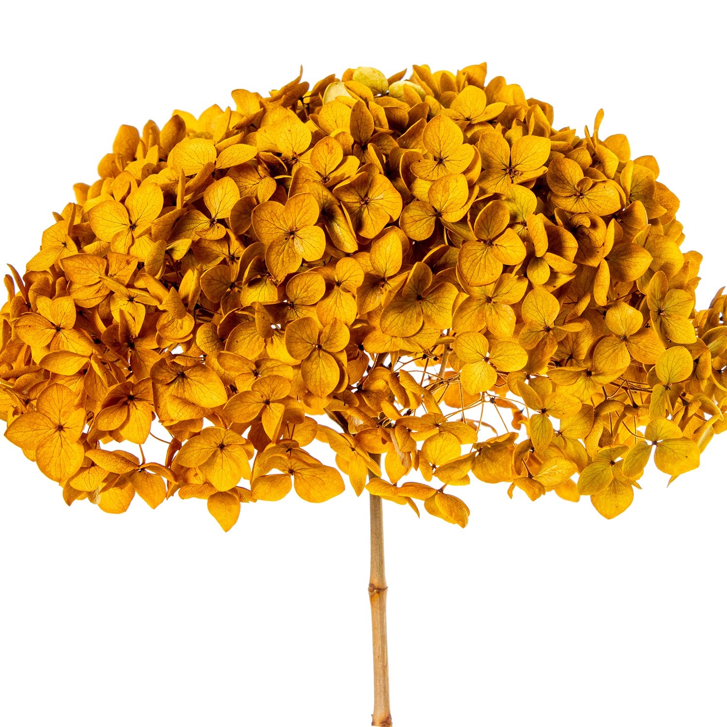 35234-rama-hortensia-preservada-amarillo-2.jpg