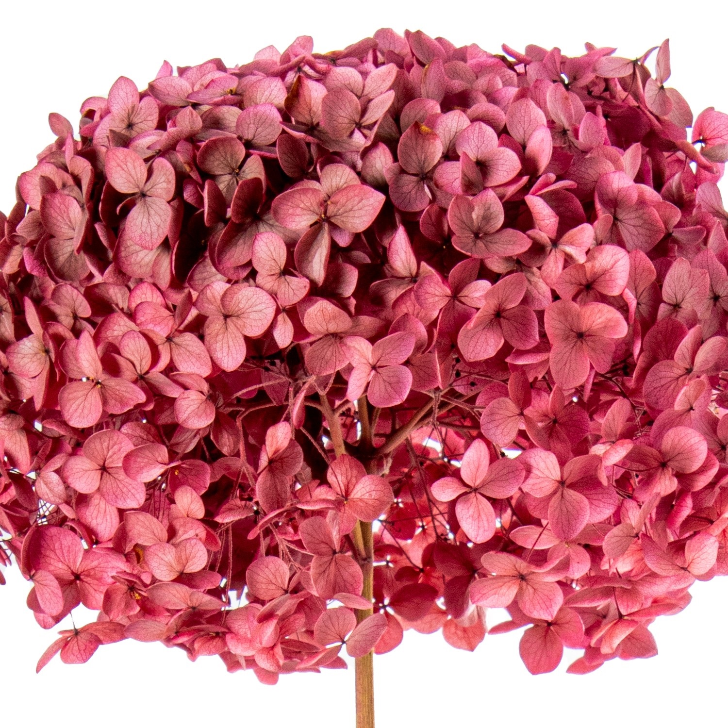 35315-rama-hortensia-preservada-rosa-1.jpg