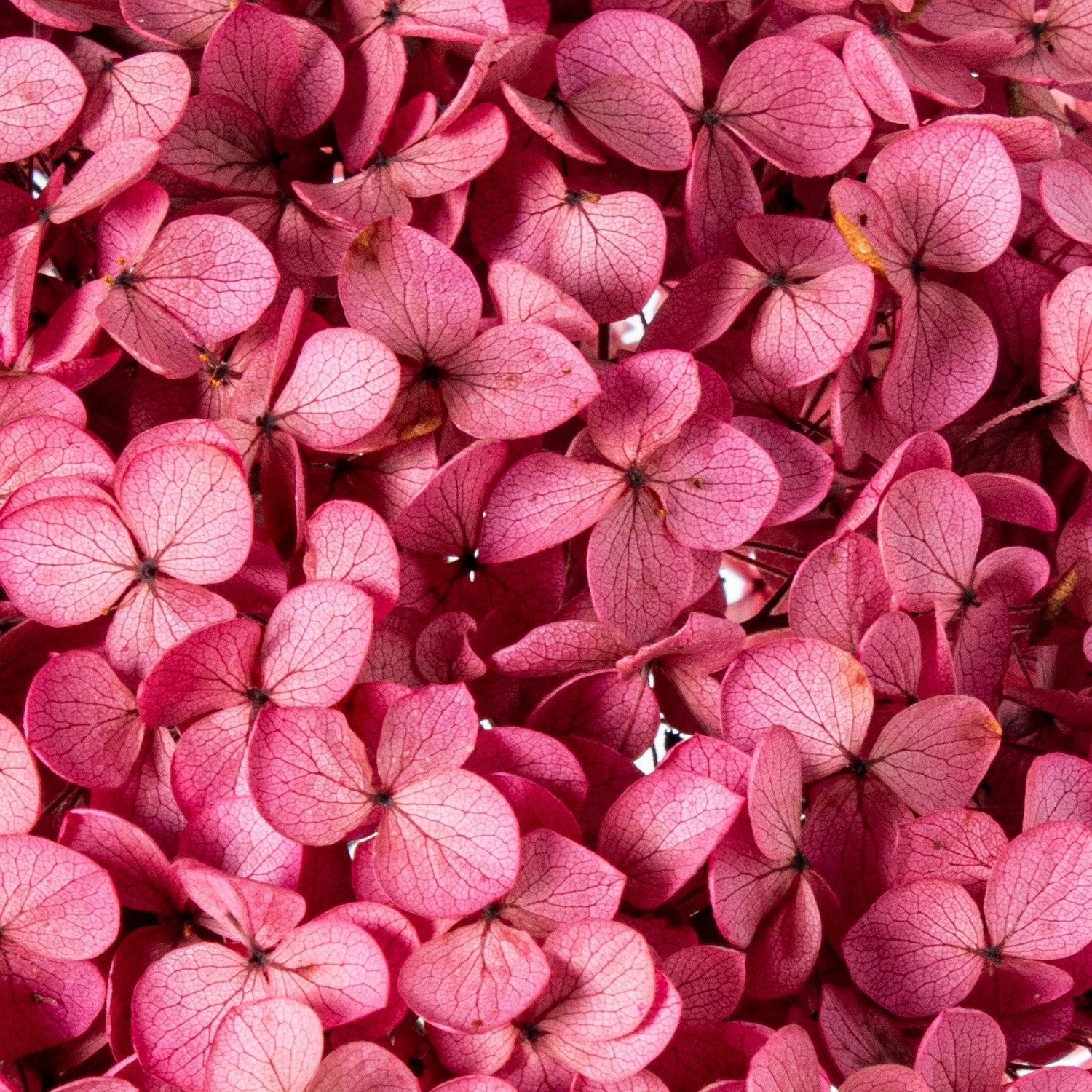 35315-rama-hortensia-preservada-rosa-2.jpg